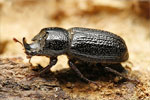 Deckflügler (Coleoptera)