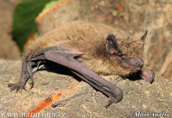 nathusius%27-pipistrelle-0004.jpg