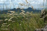 Transylvanian Pearl Grass
