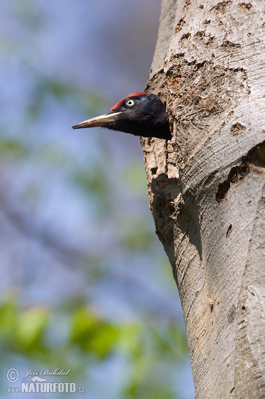 black woodpecker