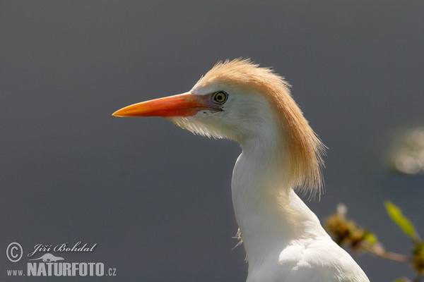 [Image: cattle-egret-32110.jpg]