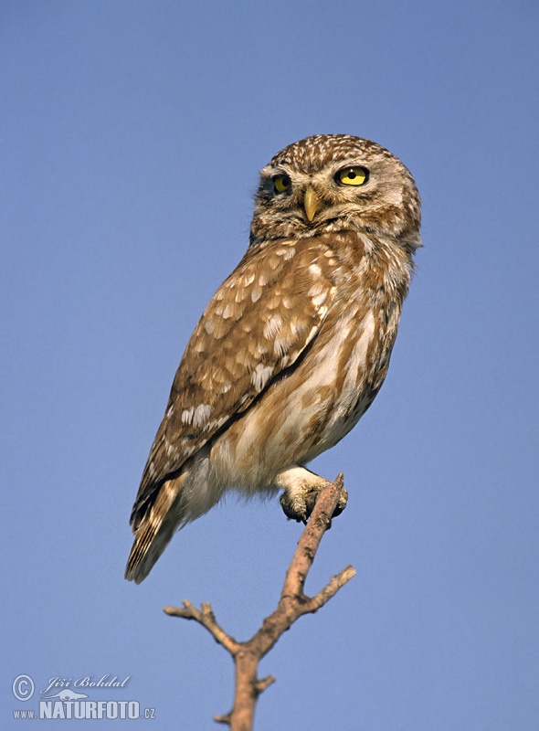 little owl piece