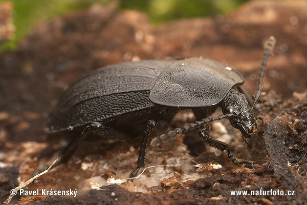 carrion-beetle-1542.jpg