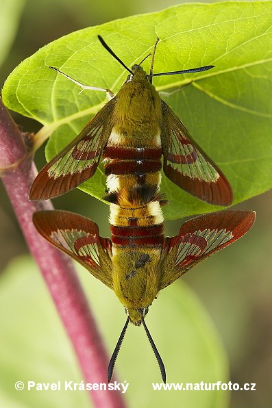 hawk moth