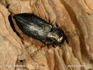 Steelblue Jewel Beetle