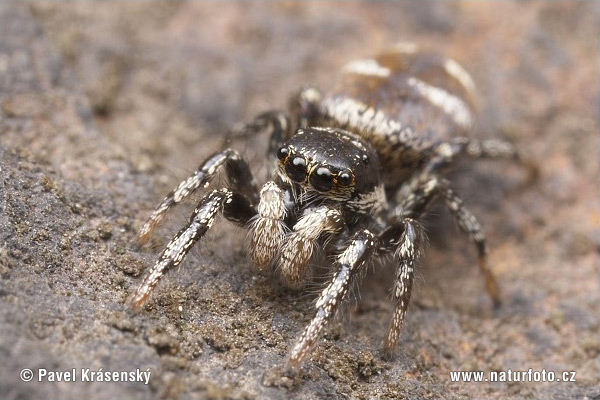 zebra spider pictures