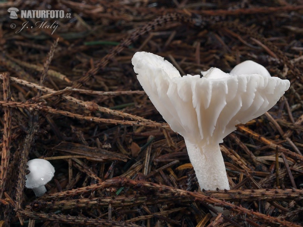 Hygrophorus piceae - Woodwax Mushroom (Hygrophorus piceae)