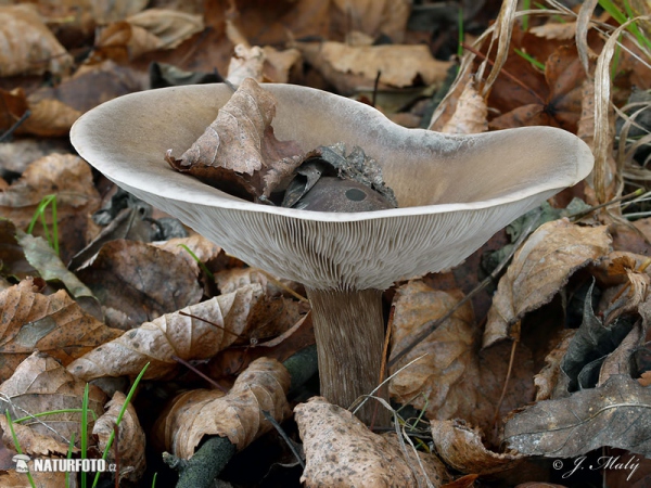 Melanoleuca grammopodia Mushroom (Melanoleuca grammopodia)