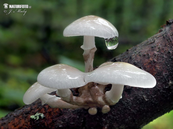 Porcelain Fungus Mushroom (Oudemansiella mucida)