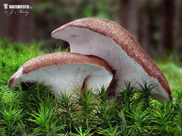 Scutiger pes-caprae Mushroom (Albatrellus pes-caprae)