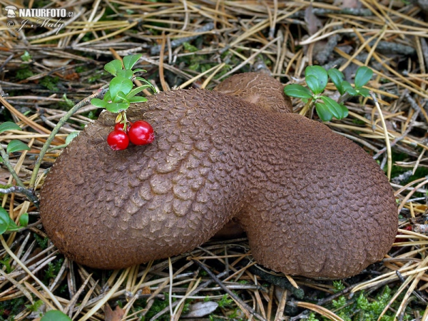 Scutiger pes-caprae Mushroom (Albatrellus pes-caprae)