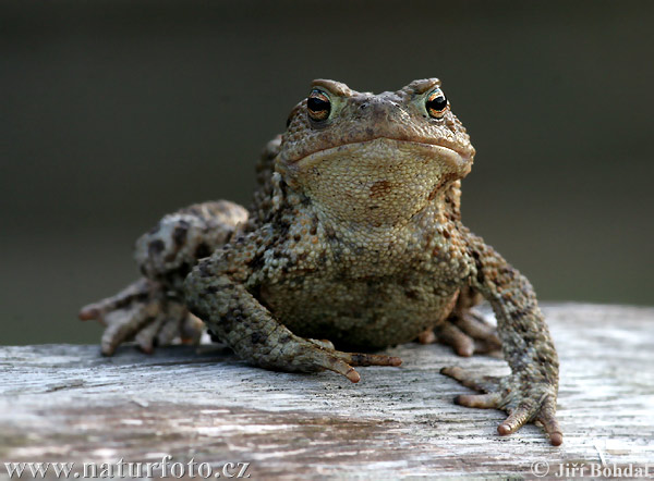 common-toad-22611.jpg