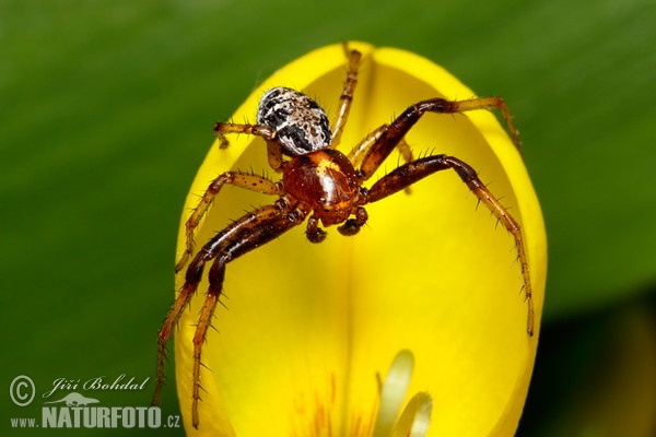 Crab Spider (Xysticus lanio)