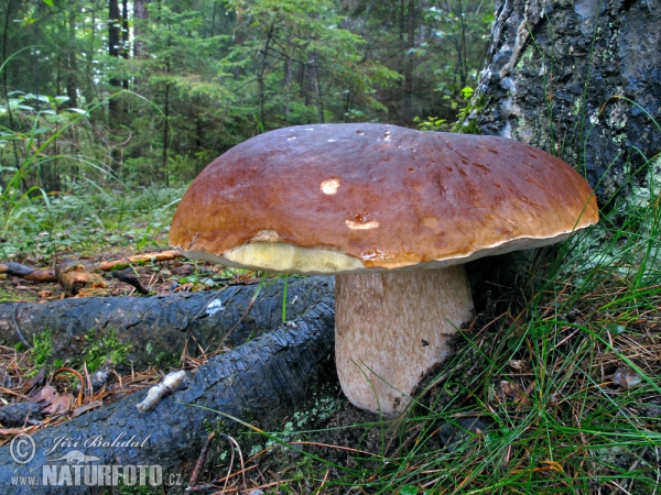 Edible Boletus Mushroom (Boletus edulis)