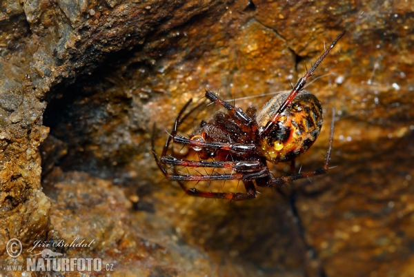 European Cave Spider (Meta menardi)