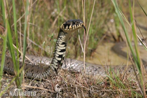 Grass Snake (Natrix natrix)