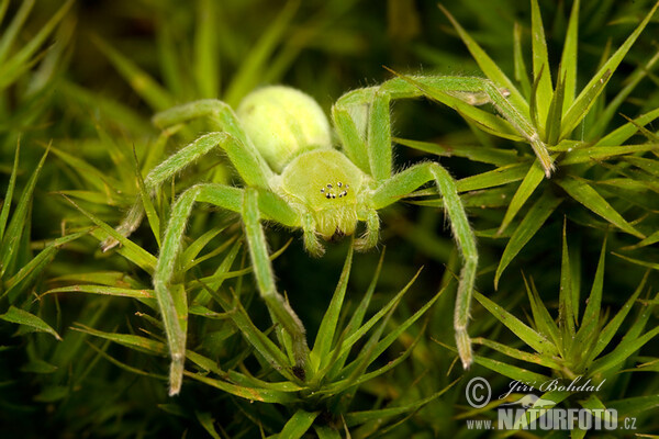 Green Huntsman Spider (Micrommata virescens)