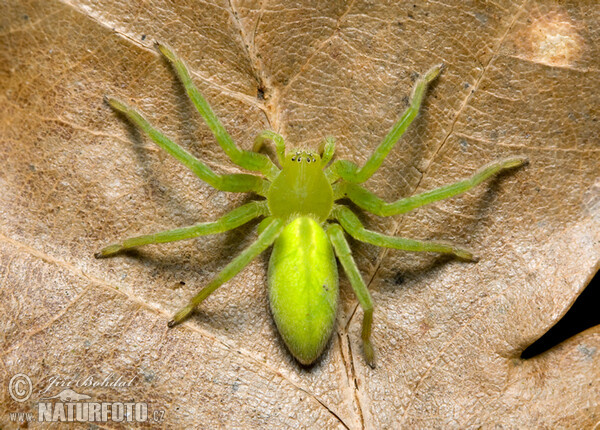 Green Huntsman Spider (Micrommata virescens)