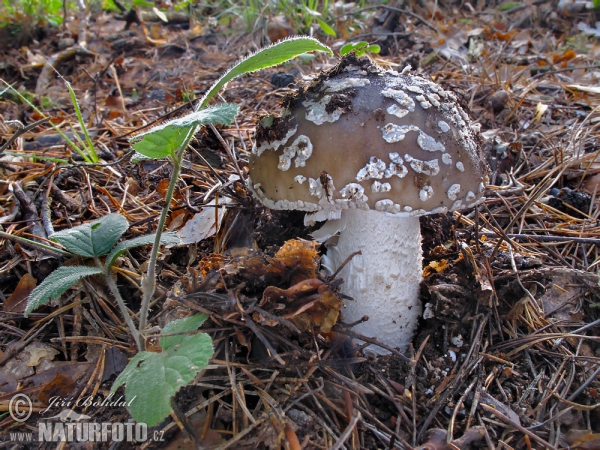 Grey Spotted Amanita Mushroom (Amanita excelsa)