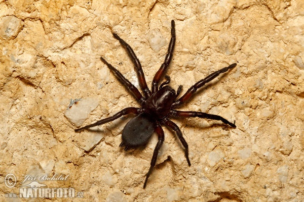 Ground Spider (Gnaphosa lucifuga)