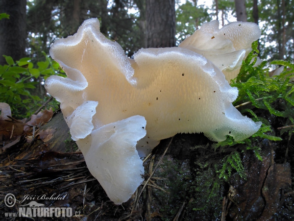 Jelly Tooth Mushroom (Pseudohydnum gelatinosum)