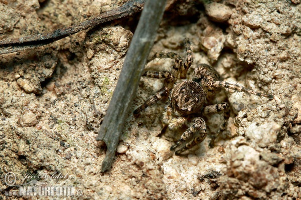 Jumping Spider (Aelurillus v-insignitus)