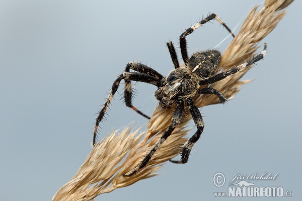 Orbweaver Spider (Araneus saevus)