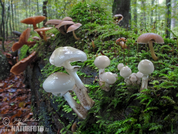 Porcelain Fungus Mushroom (Oudemansiella mucida)