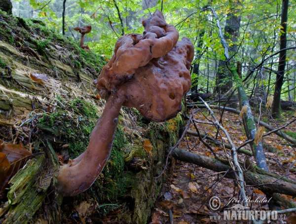 Pouched False Morel Mushroom (Gyromitra infula)