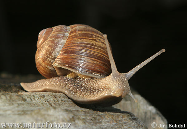 http://www.naturfoto-cz.de/photos/others/roman-snail-21973.jpg