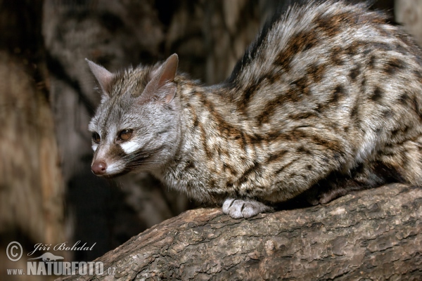 Small-spotted Genet (Genetta genetta)