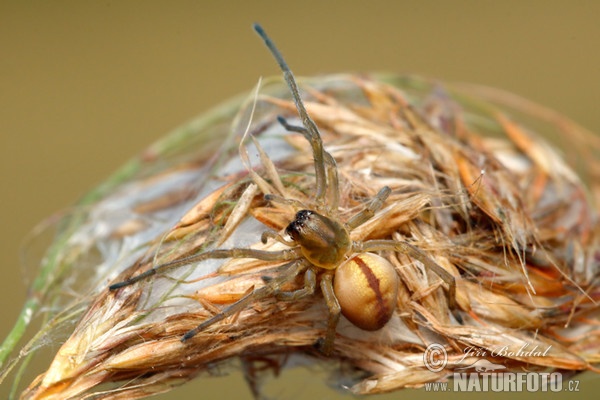 Spider (Cheiracanthium erraticum)