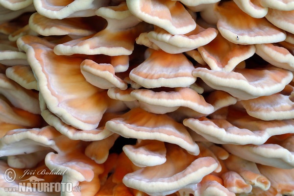 Sulphur Polypore Mushroom (Laetiporus sulphureus)