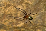 European Cave Spider