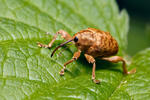 Hazelnut Weevil