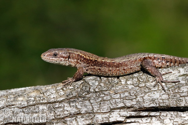 Viviparous Lizard (Lacerta vivipara)