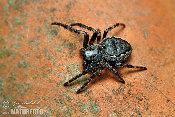 Walnut Orb-weaver Spider (Nuctenea umbratica)