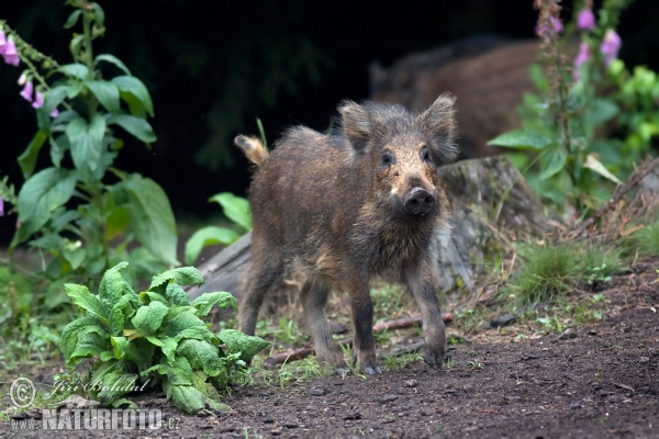 sus scrofa engraving