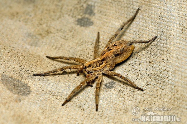 Wolf Spider (Lycosa narbonensis)