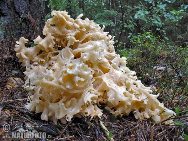 Wood Caulifllower Mushroom (Sparassis crispa)