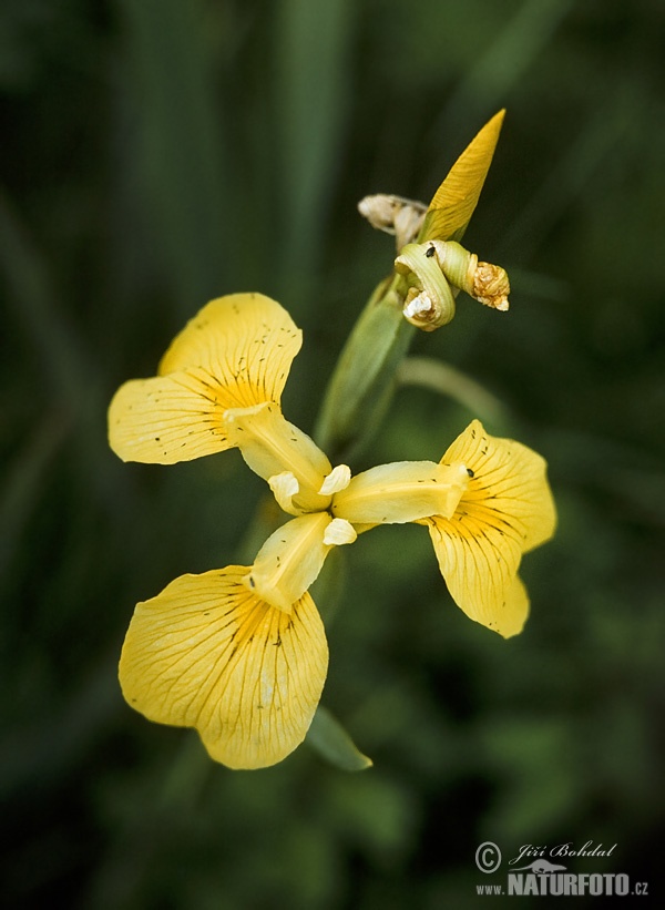 yellow flag iris