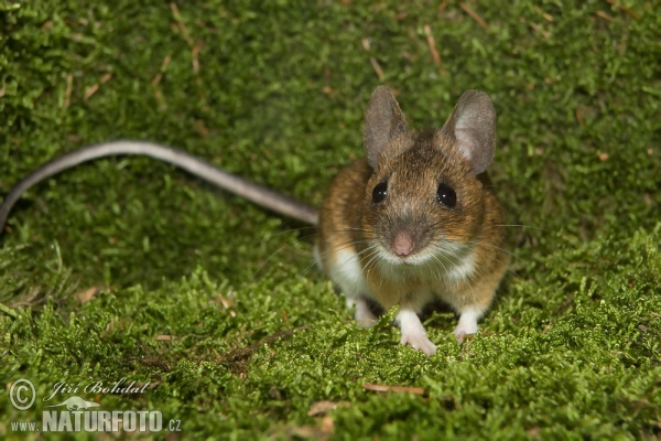 Yellow-necked Field Mouse (Apodemus flavicollis)