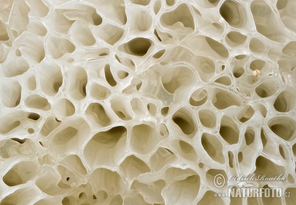 Ceratiomyxa fruticulosa var. porioides Mushroom (Ceratiomyxa fruticulosa var. porioides)