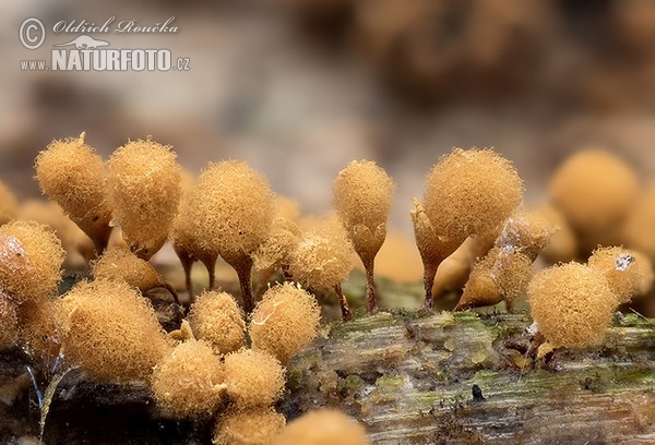 Hemitrichia clavata Mushroom (Hemitrichia clavata)