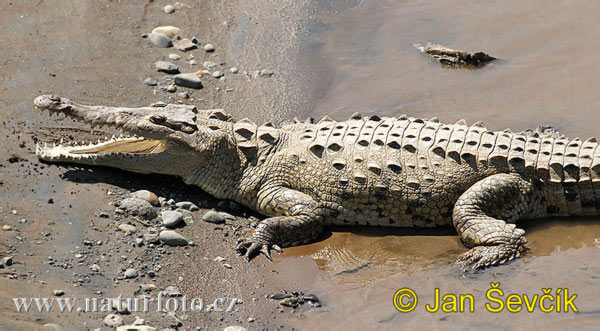 http://www.naturfoto-cz.de/photos/sevcik/american-crocodile--crocodylus-acutus-6.jpg