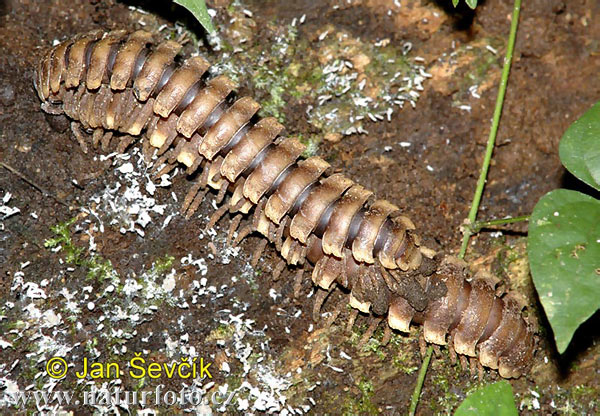 costa rica animals shape