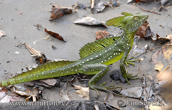 double-crested-basilisk--_DSC9843.jpg