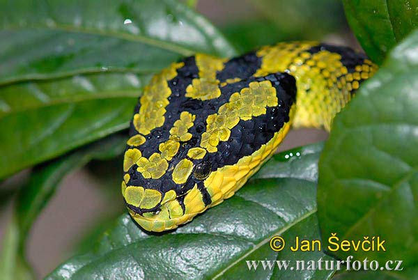 pit viper front