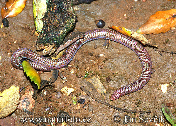 iberian-worm-lizard--blanus_cinereus.jpg