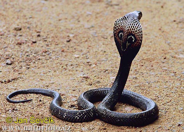 Cobra que hipnotiza? Manual gratuito mostra curiosidades e mitos sobre esse  réptil, Terra da Gente